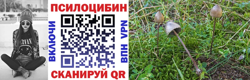Галлюциногенные грибы Psilocybine cubensis купить наркотики цена Артём